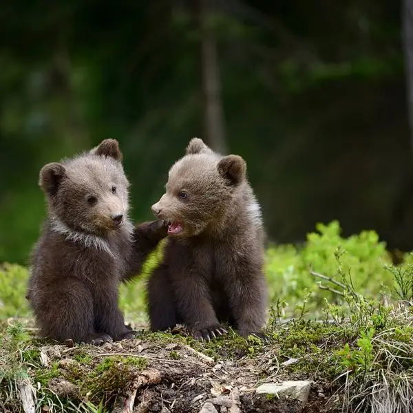 YSgqlQ8pBTiY2dfU14kc