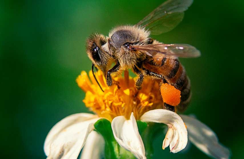 acciones-para-polinizar