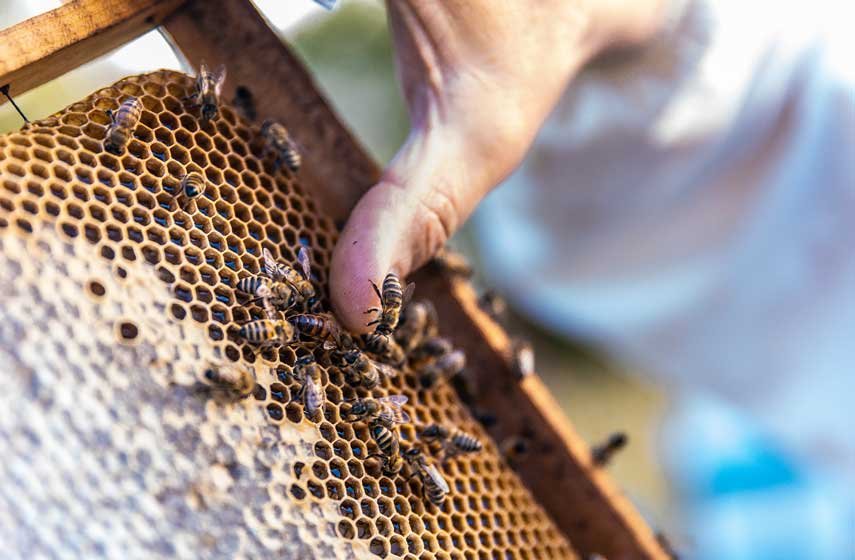 colmenas-apts-para-osos