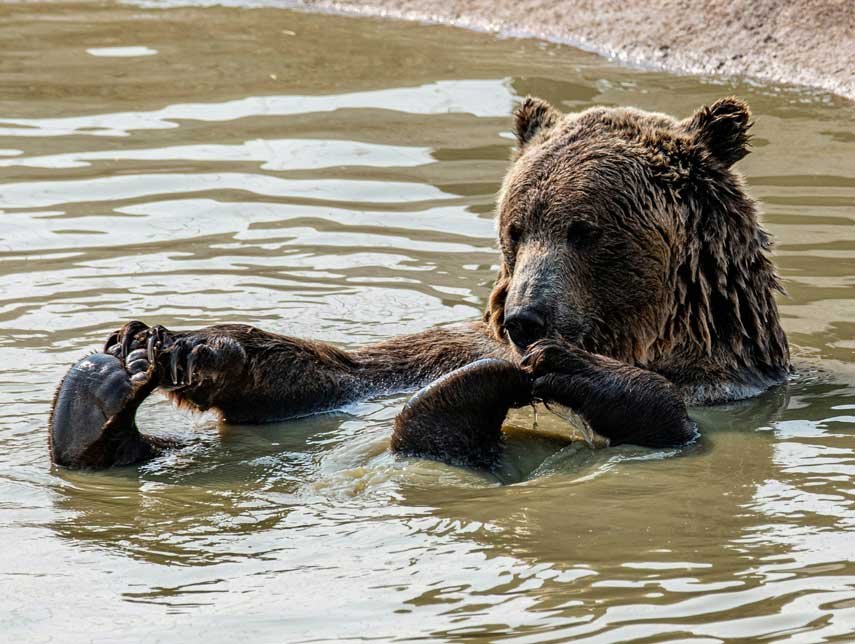 oso-pardo-de-baño