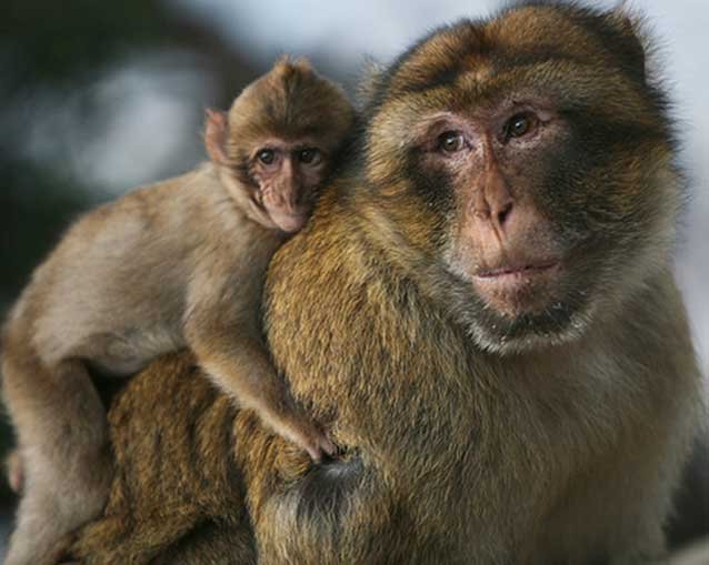 primates-rainfer
