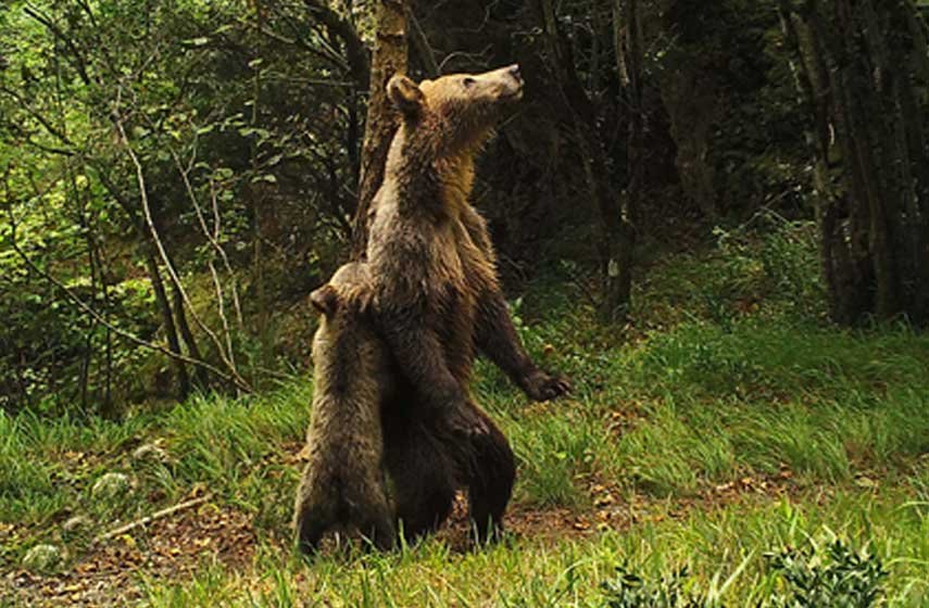 proteccion-especies-protegidas