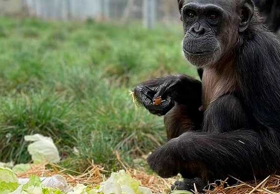 rescate-rehabilitacion-primates